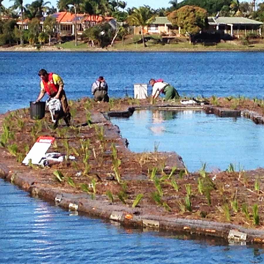 ecological restoration