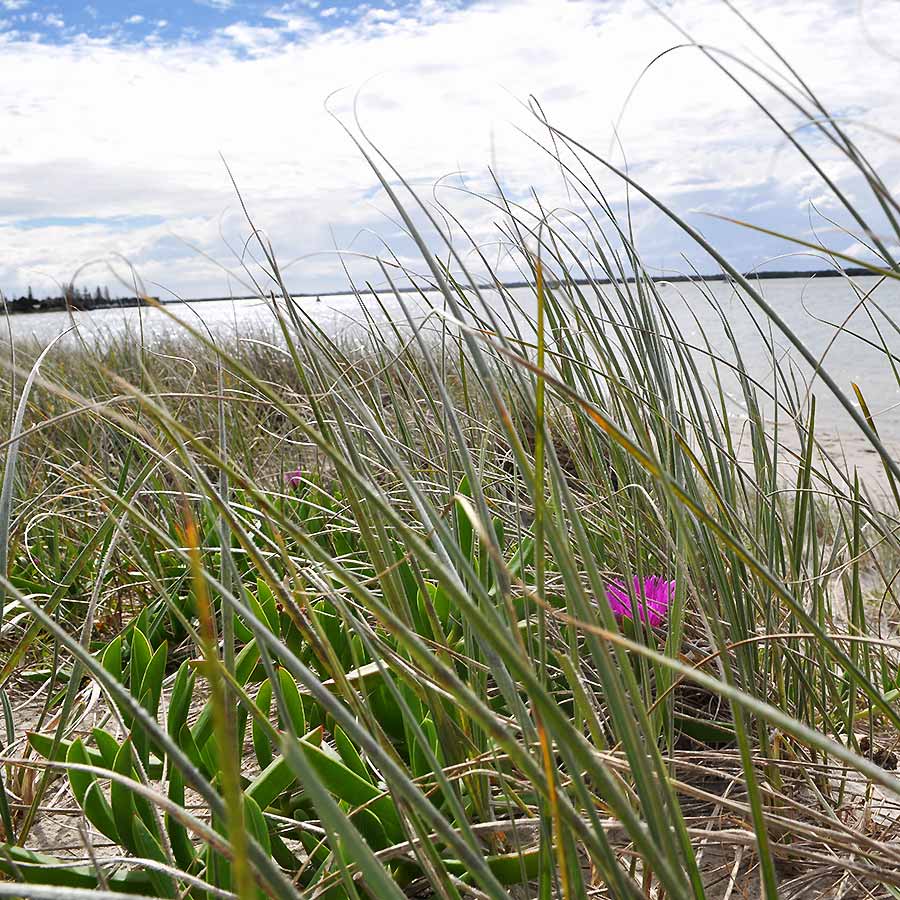 foreshore